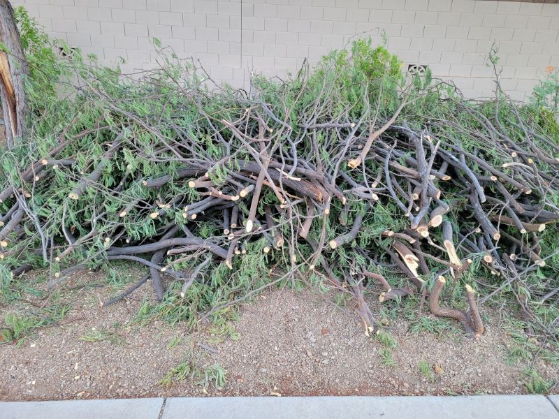 Tree Trimming in Winter
