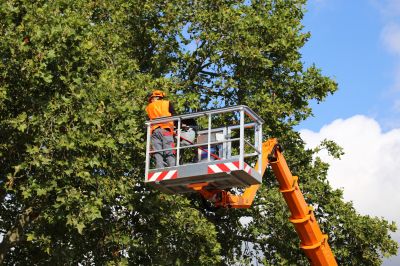 Tree Maintenance Schedule