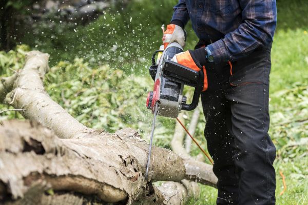 Cost of Branch Removal Service in Battle Creek