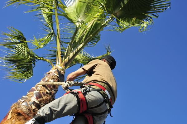 Cost of Palm Tree Trimming in Battle Creek