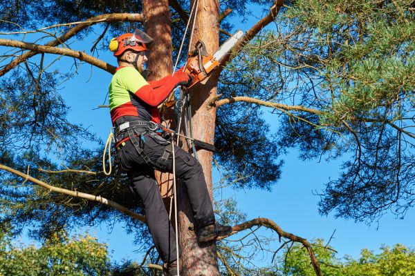 Cost of Tree Service in Battle Creek