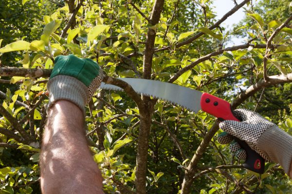 Pruning Apple Trees
