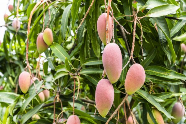 Cost of Mango Tree Trimming in Battle Creek