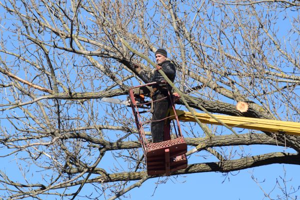 Cost of Emergency Tree Trimming in Battle Creek