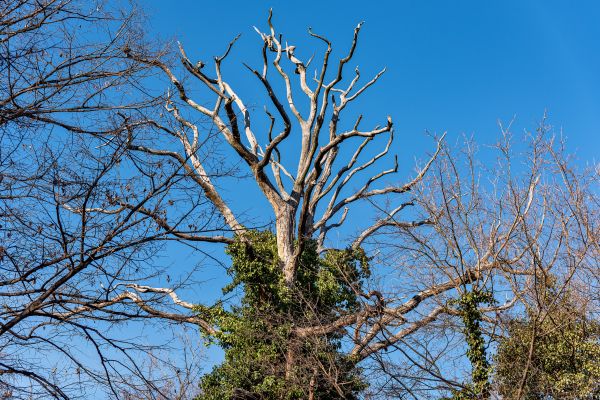 Cost of Deadwood Removal in Battle Creek