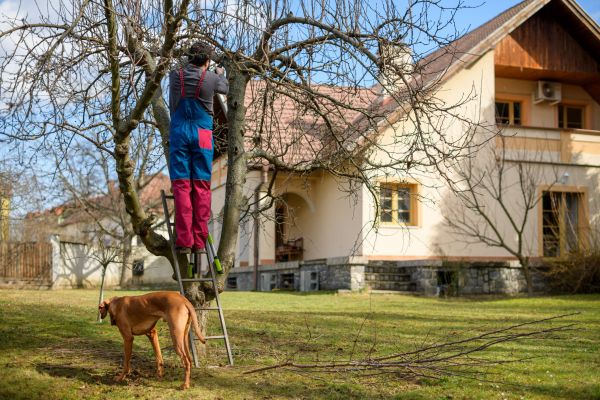 Cost of Residential Tree Trimming in Battle Creek