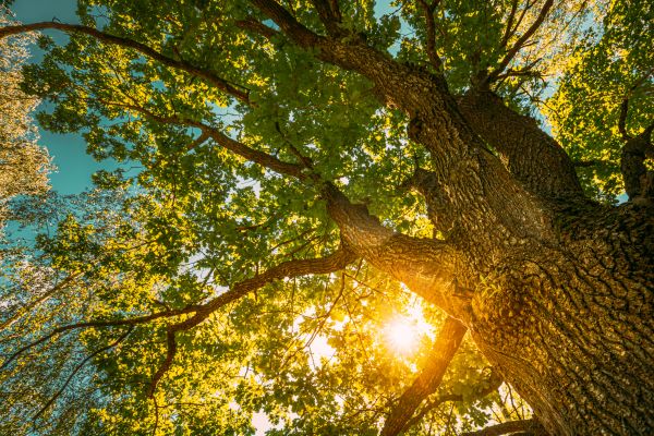Cost of Oak Tree Pruning in Battle Creek