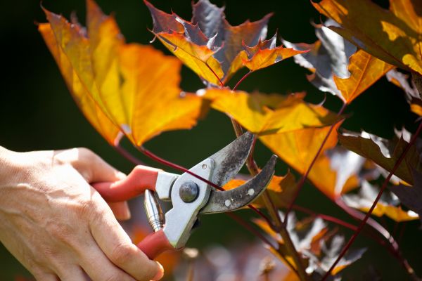 Cost of Maple Tree Pruning in Battle Creek