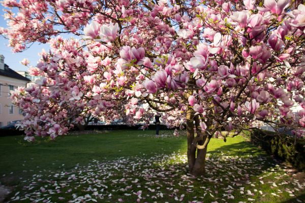 Cost of Magnolia Tree Pruning in Battle Creek