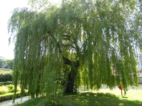 Cost of Willow Tree Trimming in Battle Creek