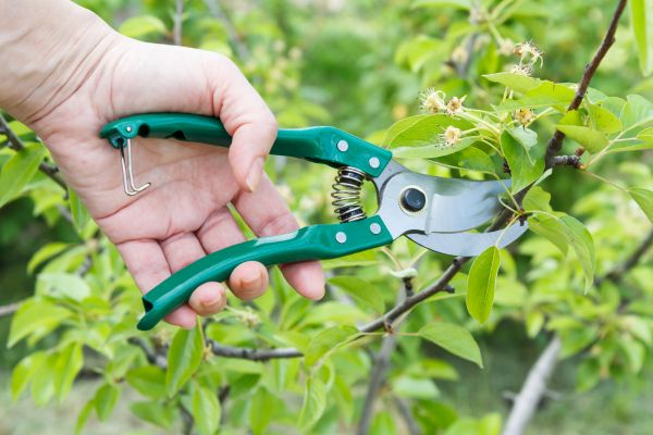 Cost of Pear Tree Pruning in Battle Creek