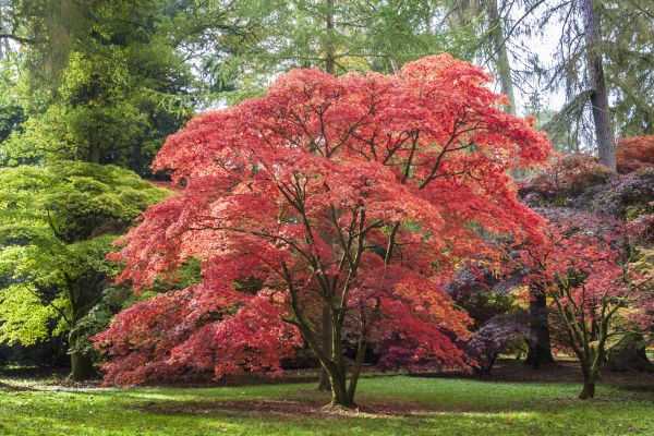 Cost of Japanese Maple Pruning in Battle Creek
