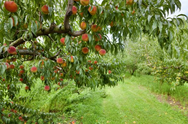 Cost of Peach Tree Pruning in Battle Creek