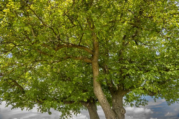 Cost of Walnut Tree Trimming in Battle Creek