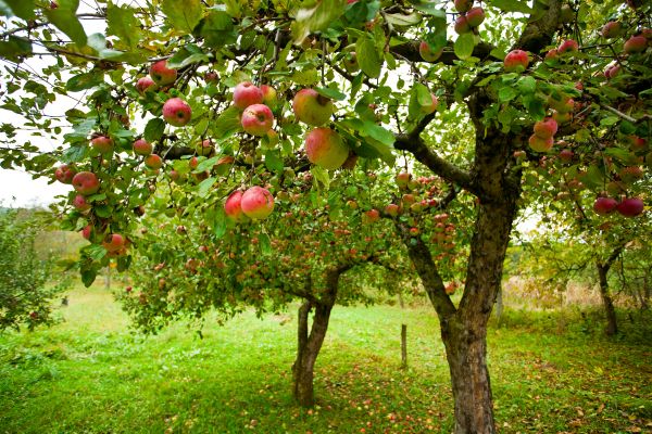 Cost of Apple Tree Pruning in Battle Creek