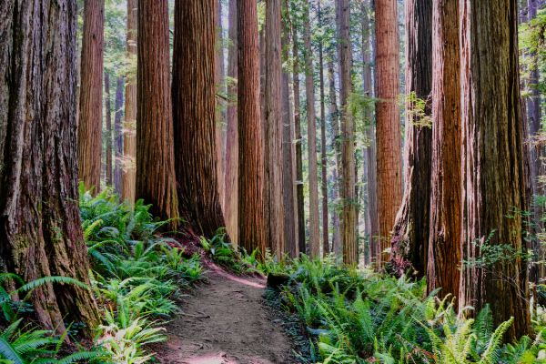 Cost of Redwood Tree Trimming in Battle Creek