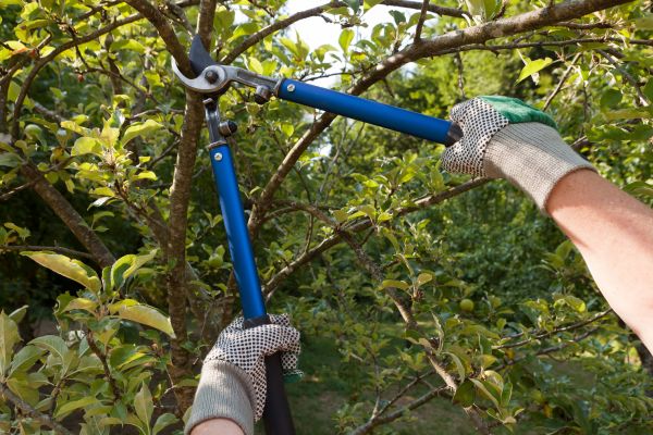 Cost of Residential Tree Pruning in Battle Creek