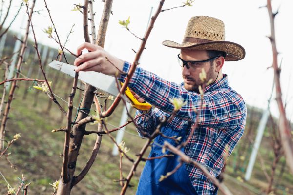Cost of Orchard Tree Pruning in Battle Creek