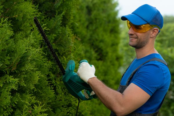 Cost of Tree Shaping Service in Battle Creek