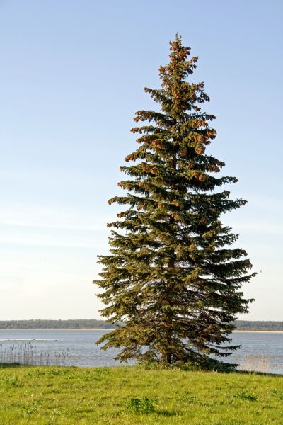Cost of Spruce Tree Pruning in Battle Creek