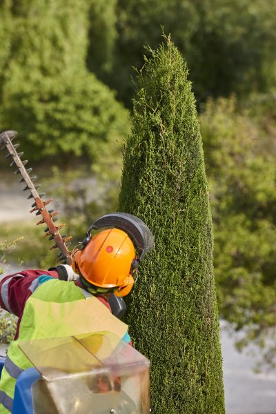 Cost of Cypress Tree Trimming in Battle Creek