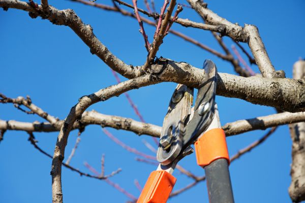 Cost of Peach Tree Trimming in Battle Creek