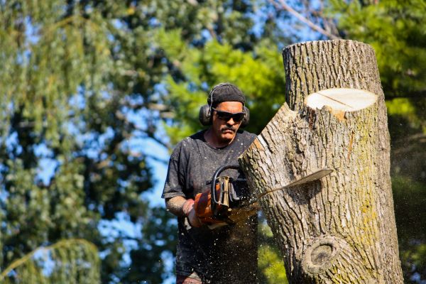 Cost of Ash Tree Pruning in Battle Creek