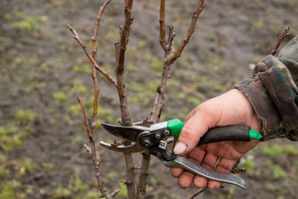 Cost of Pear Trees Pruning in Battle Creek