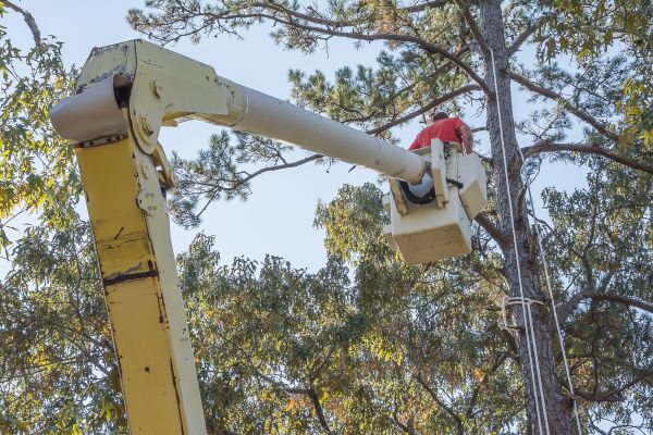 Cost of Limbs Trimming in Battle Creek