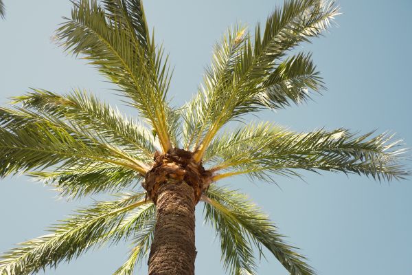Cost of Queen Palm Pruning in Battle Creek
