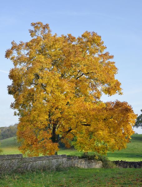 Cost of Hickory Tree Trimming in Battle Creek