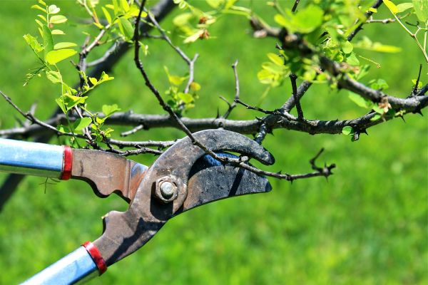 Cost of Branches Pruning in Battle Creek