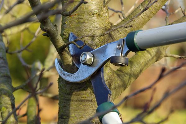 Cost of Tree Limb Trimming Service in Battle Creek