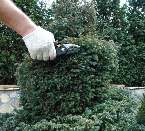 Cost of Ornamental Tree Trimming in Battle Creek