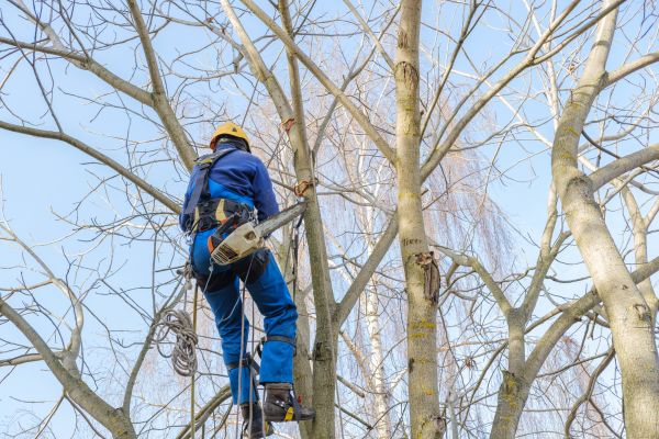 Cost of Large Tree Trimming in Battle Creek