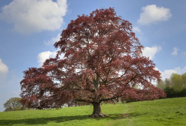 Cost of Beech Tree Pruning in Battle Creek
