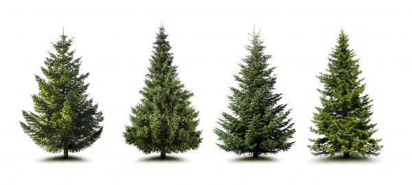 Cost of Pine Tree Trimming in Battle Creek